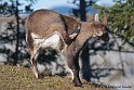 Bouquetin 5928_wm